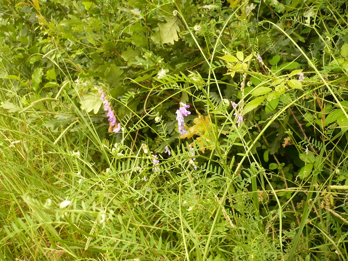 Vicia tenuifolia (Fabaceae)